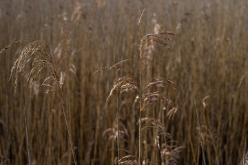 Grass in a marshy wetland. Picture from Lund, southern Sweden