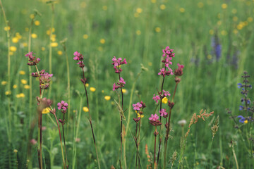 Background, blur grassy flowers. Vintage background little flowers, nature beautiful, toning design spring nature, plants. Flower field.