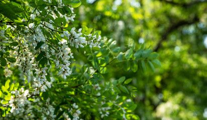 Fototapeta na wymiar Acacia tree blooming in the spring. Flowers branch with a green background. White acacia flowering, sunny day. Abundant flowering. Source of nectar for tender fragrant honey.