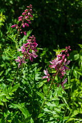 Blossomed Dictamnus caucasicus in natural habitat, Armenia
