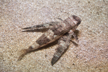 Flying gurnard (Dactylopterus volitans).