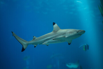 Blacktip reef shark (Carcharhinus melanopterus).