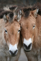 Naklejka na ściany i meble Two Przewalski's horses (Equus ferus przewalskii).