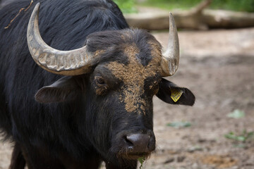 Fototapeta premium Asian water buffalo (Bubalus bubalis)