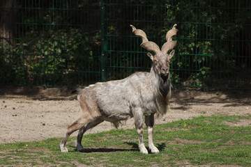 Bukharan markhor (Capra falconeri heptneri)