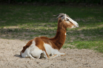 Mhorr gazelle (Nanger dama mhorr)