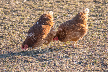 Freilaufende Hühner
