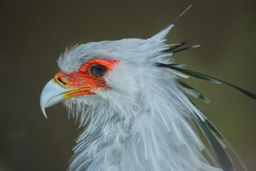 Secretary bird (Sagittarius serpentarius)