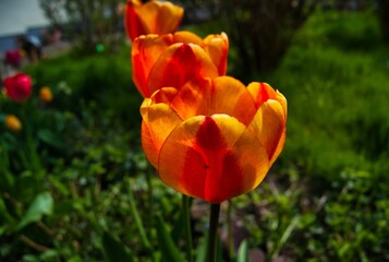 Tulpenreihe