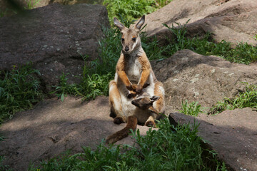 Yellow-footed rock-wallaby (Petrogale xanthopus xanthopus).
