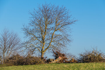 Alte Obstbäume werden gefällt und junge gepflanzt