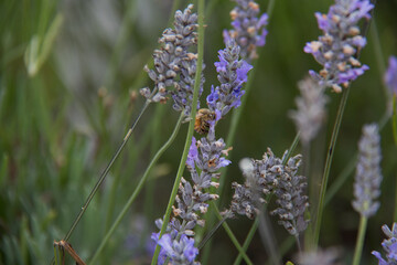 lavender flowers in the garden with a bee