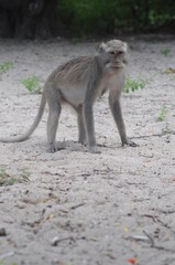 a cute monkey playing on the beach sand with an unspoiled background