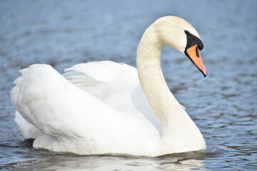 Obraz premium swan on the lake