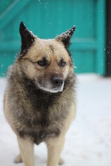 Senior Dog Fluffy Fur with Snowflakes in Yard during Snowfall Blizzard 