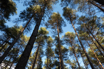Fototapeta premium Looking up at Scots Pine trees contrasted against blue sky, Hampshire, England, UK