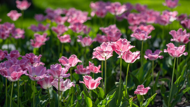 Pink and white sunny tulip flowers growing in scenic spring park outdoors. Spring natural floral photo background