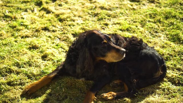 A black Gordon Setter dog resting in the spring sun in the garden