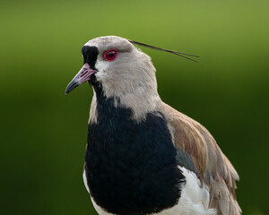 Close-up portrait of a red-eyed bird with a plume on its head