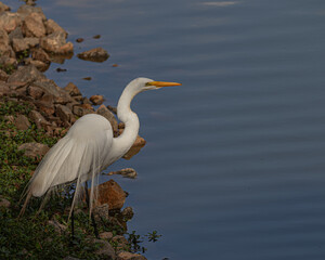 An egret looking for a snack along the pond