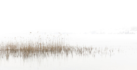 Peaceful lake scene with reed coming out of the water.