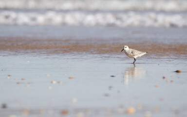 Water bird on the beach