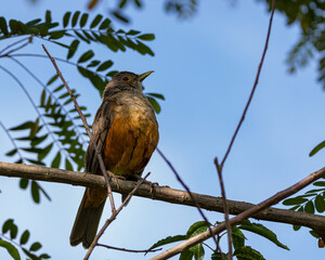 A bird perched on a tree branch