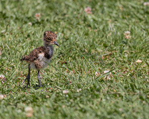 A bird chick looking for seeds on the lawn