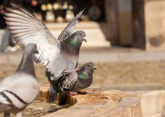 Mating doves on a gargoyle