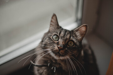 Cute cat with green eyes. Kitten with big eyes looks out the window