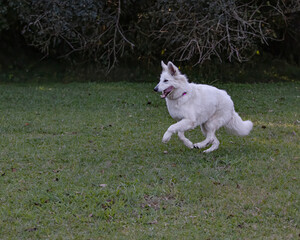 A white dog playing and running on a lawn