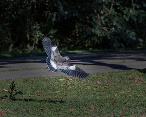 A bird flying low in a park over a lawn