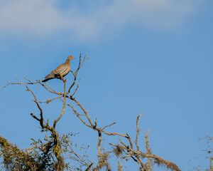 A pigeon resting on a branch of a leafless tree