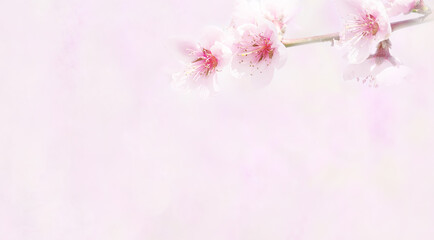 A branch with delicate pink flowers of a peach tree in bright sunlight soft selective focus. Spring...