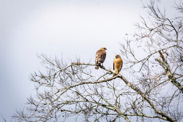 Red-shouldered Hawk on a branch over Clear Creek in Pearland, Texas!