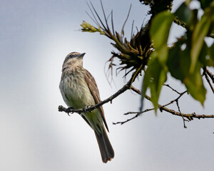 A watchful bird perched on the end of a tree branch looking for insects