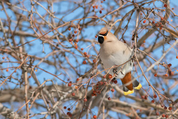 Bohemian Waxwing (Bombycilla garrulus) on a branch	