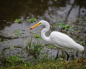An egret with a fish in its beak
