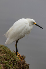 An egret resting just beside the pond