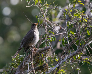 A bird perched on a tree branch