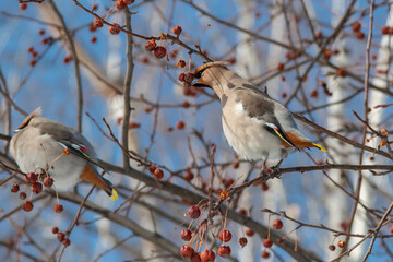 Bohemian Waxwing (Bombycilla garrulus) on a branch	