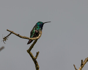 A colorful hummingbird perched on a tree branch