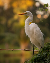 An egret perched on a tree branch facing the sunset
