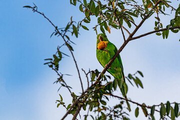 A parakeet eating coconut perched on a tree branch