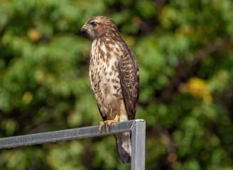Wild young Broad-winged Hawk 