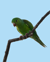 A green parakeet perched on a tree branch