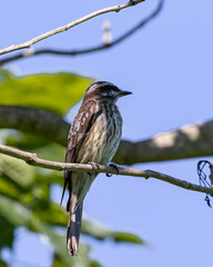 A bird perched on a branch looking for insects