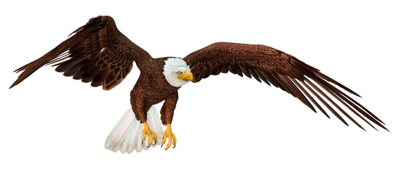 3D Rendering Eagle on White