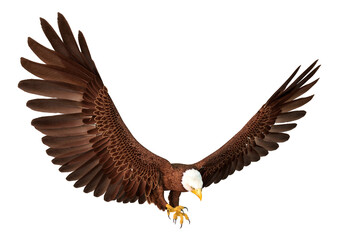3D Rendering Eagle on White