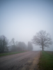 Fototapeta na wymiar Tree Silhouette in Heavy Fog Next to a Road, Moody Photo